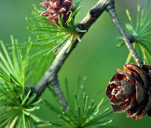 Szyszki, Igliwie, Choinka