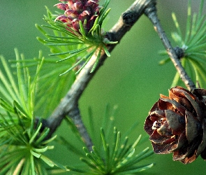 Choinka, Igliwie, Szyszki