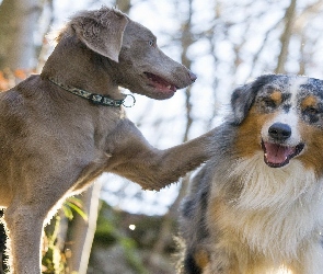 Wyżeł weimarski, Australian shepherd, Owczarek australijski