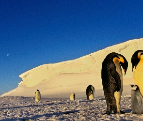 Pingwiny, Góra, Antarktyda