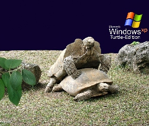 Żółwie, Windows