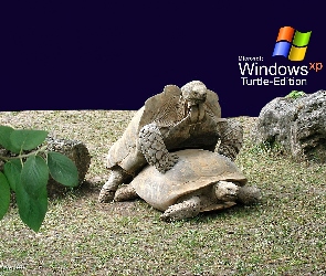 Windows, Żółwie