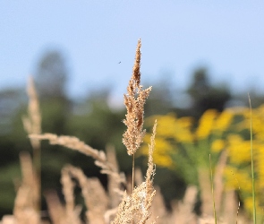 Łąka, Lato, Trawa