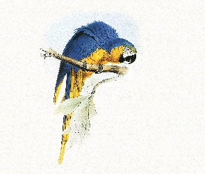 Niebiesko, Edward Lear, Papuga, Żółta