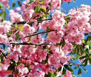 Kwitnące, Drzewko, Owocowe