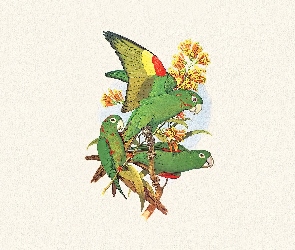 Papugi, Edward Lear, Zielone