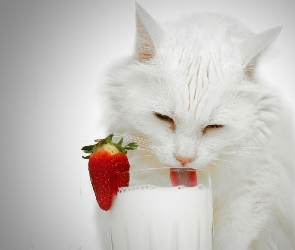 Biały, Mleko, Szklanka, Kot