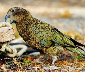 Kea, Papuga