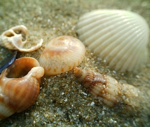 Muszle, Plaża