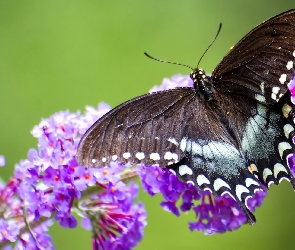 Motyl, Kwiaty, Fioletowe, Paź królowej, Kolorowy