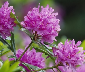Rododendron, Szkocja, Narodowy Rezerwat Przyrody