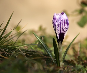 Krokus, Wiosna, Białoliliowy