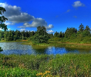 Lato, Las, Jezioro, Szuwary