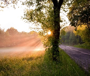 Droga, Łąka, Promienie Słońca, Drzewa
