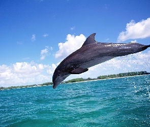 Delfin, Skok