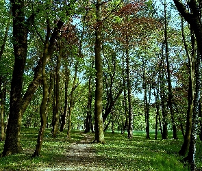 Las, Liście, Drzewa