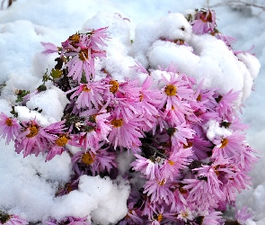 Kwiaty, Zima, Ośnieżone