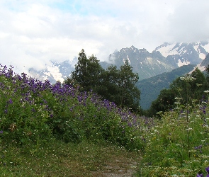 Śnieg, Drzewa, Polne, Kwiaty, Góry