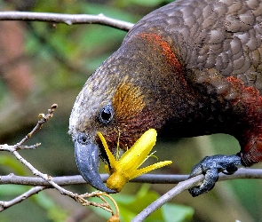 Kea, Papuga, Zelandia, Kwiat, Gałązki, Nowa, Żółty