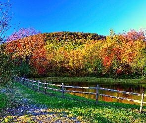 Jezioro, Drzewa, Jesień, Kolorowe