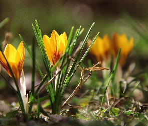 Krokus, Żółty