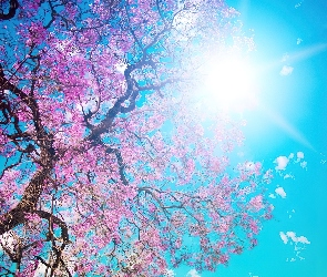 Kwitnące, Słońca, Niebo, Promienie, Drzewo