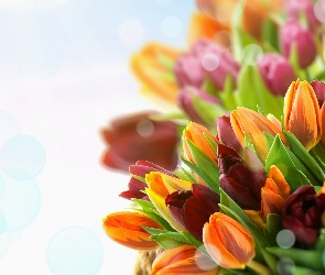 Tulipany, Boke, Kolorowe