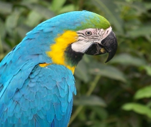Papuga, Niebieska, Ara