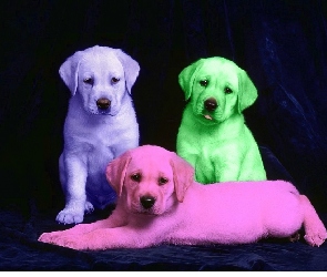 Kolorowe, Retrievery, Labradory