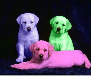 Labradory, Retrievery, Kolorowe