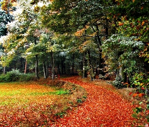 Ścieżka, Park, Jesień, Drzewa