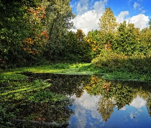 Rzeka, Chmury, Las