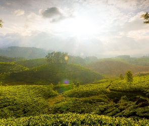 Indie, Munnar, Plantacja, Herbata