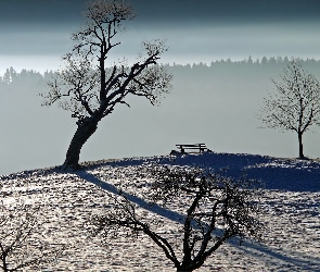 Ławeczka, Śnieg, Suche, Drzewa