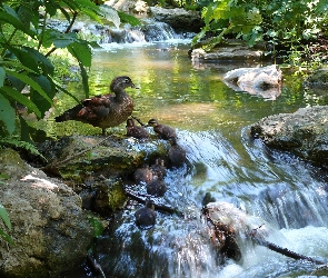 Liście, Krzewy, Rzeka, Kamienie