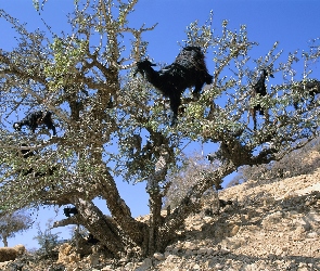 Drzewo, Maroko, Kozy