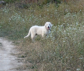 Owczarek węgierski Kuvasz, Biały