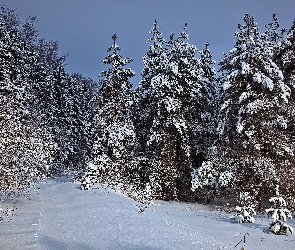 Zima, Śnieg, Drzewa, Świerki