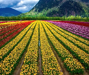 Tulipany, Uprawa, Kolorowe