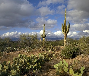 Pustynia, Stan Arizona, Chmury, Stany Zjednoczone, Park Narodowy Saguaro, Saguaro, Kaktusy, Opuncje, Karnegia olbrzymia