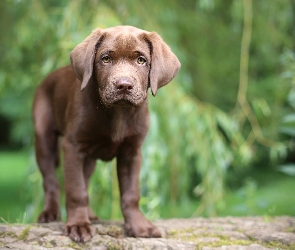 Labrador, Szczeniak, Brązowy