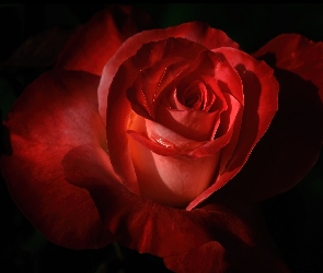 Piękna, Róża, Czerwona