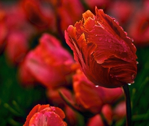 Czerwone, Tulipany