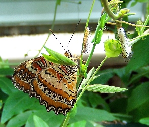 Motyl, Roślinka