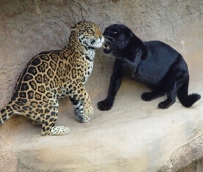 Puma, Pantera