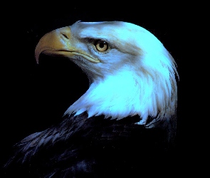 Ptak, Bielik amerykański