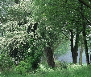 Gęsty, Ściółka, Drzewa, Zielona, Las