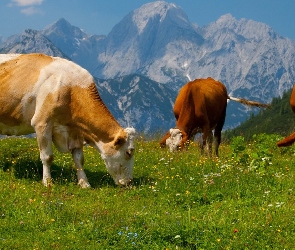 Trawa, Alpy, Krowy, Góry
