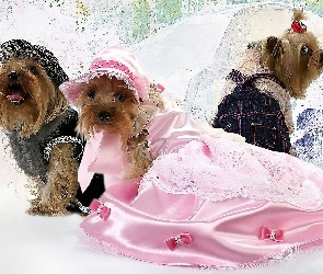 Trzy, Yorki