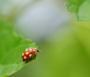 Owad, Kropki, Liść